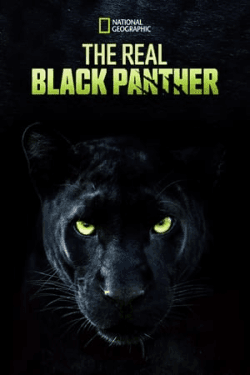 Poster The Real Black Panther (2020)