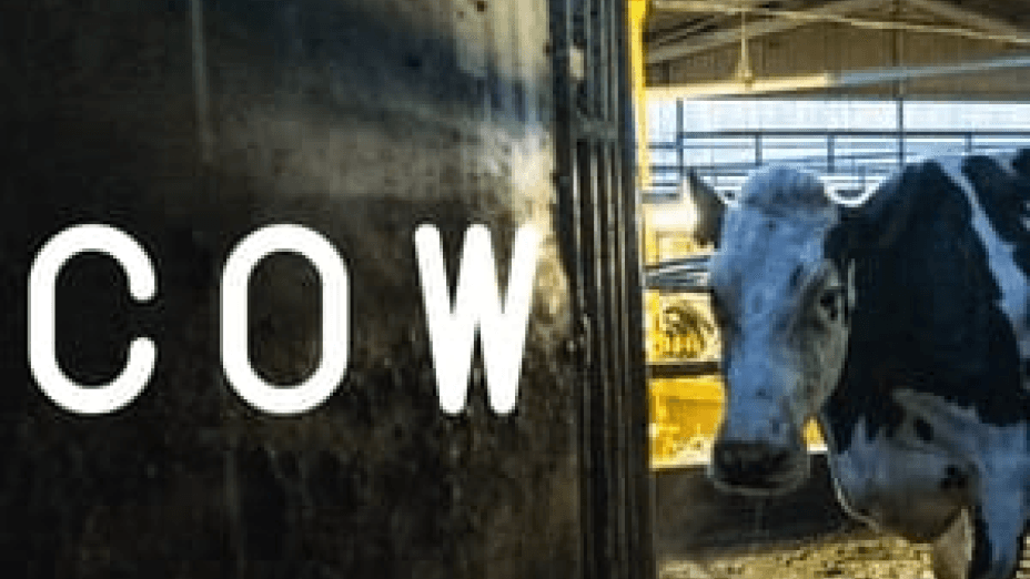 Cow (2022)