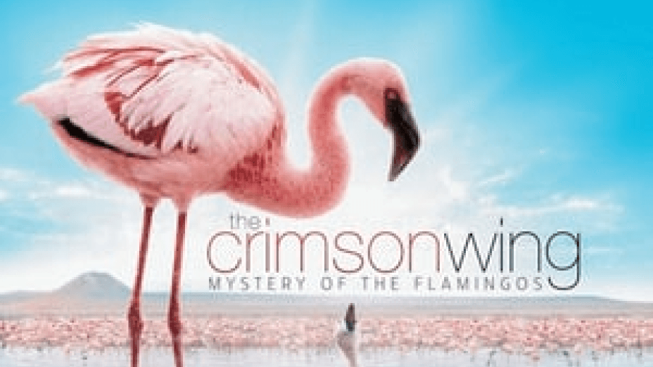 The Crimson Wing: Mystery of the Flamingos (2008)