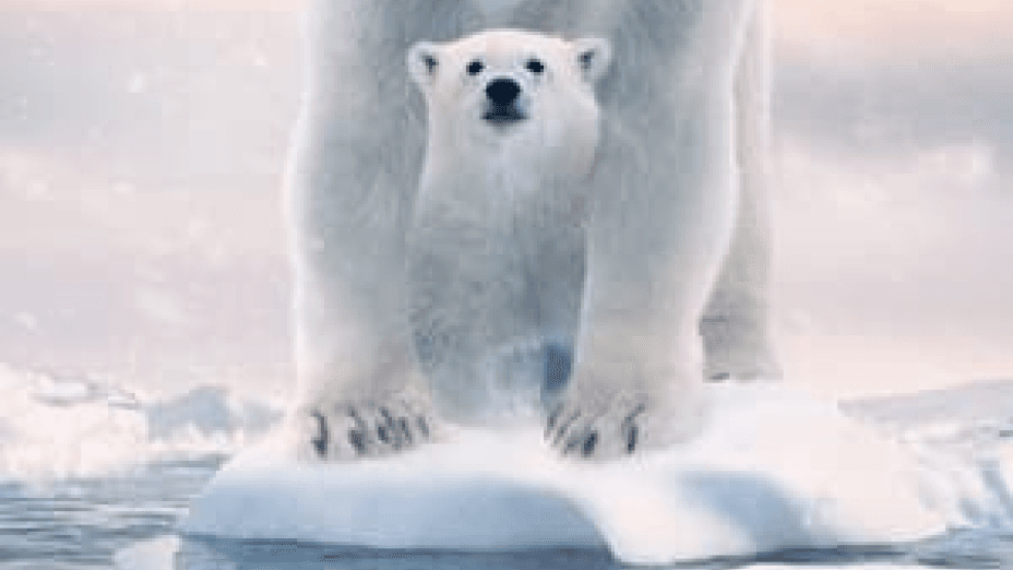 Polar Bear (2022)